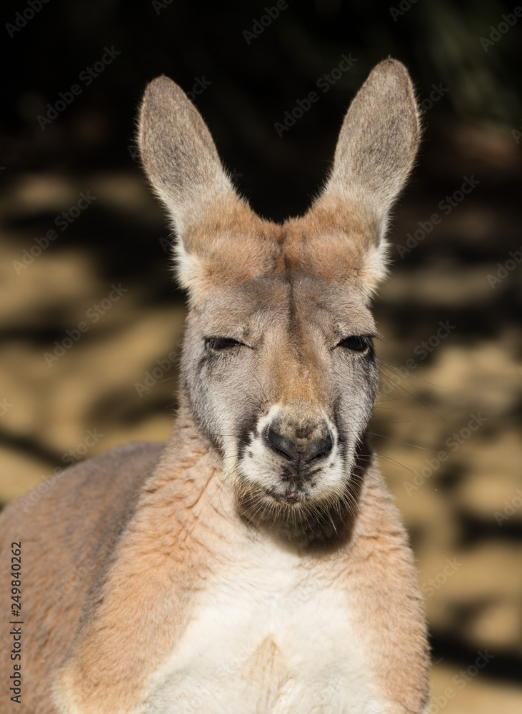Portrait of australian Kangaroo with big bright brown eyes looking close-up at camera and looks like a boss. Australia Portrait of australian Kangaroo with big bright brown eyes looking close-up at camera and looks like a boss. Australia