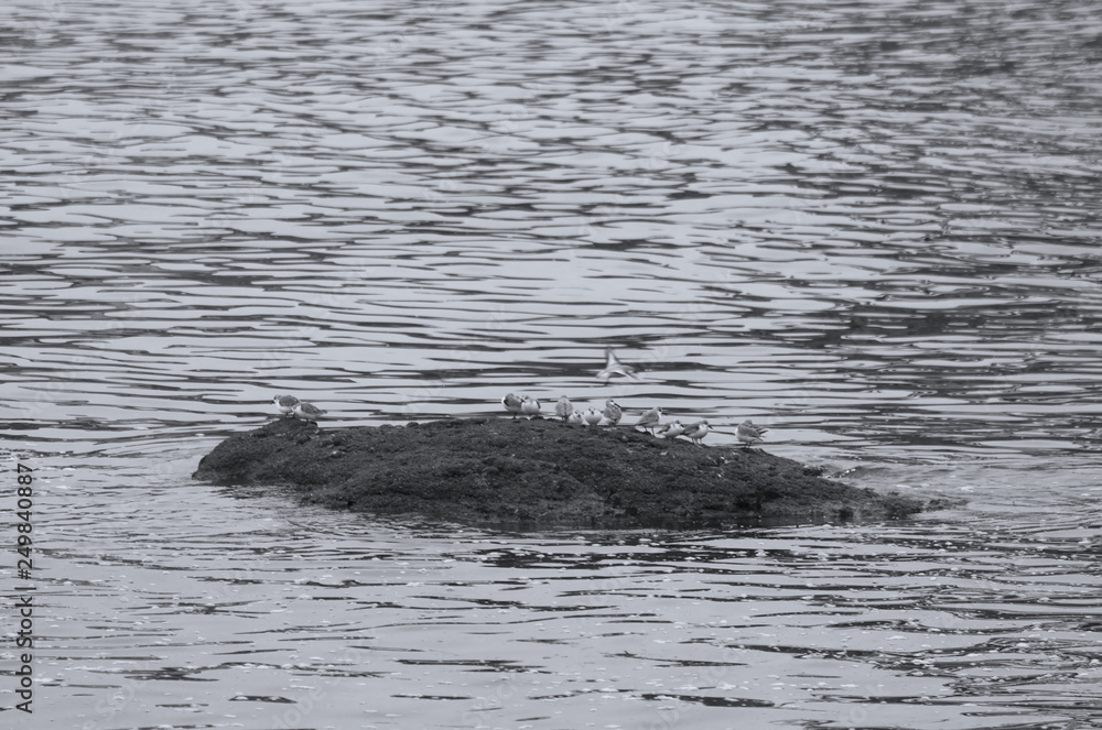 Groupe d'oiseaux sur un récif . Groupe d'oiseaux sur un récif .