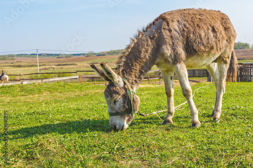 Drove of donkeys restingin the green meadow photo