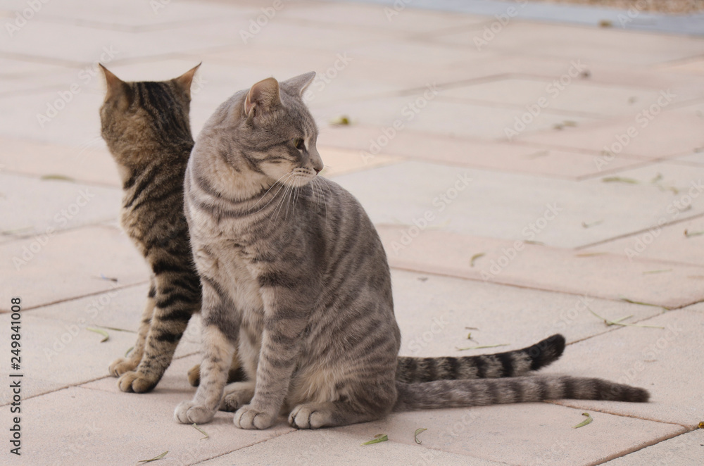 Two grey cats sit next to each other and look in different directions Two grey cats sit next to each other and look in different directions