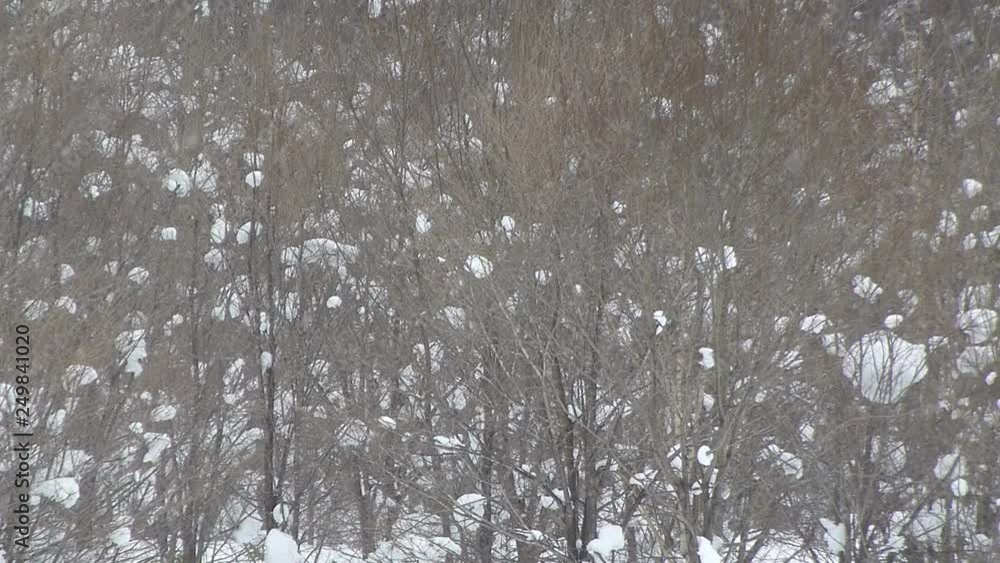 trees in winter trees in winter