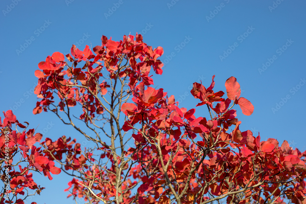 Fall scene. Beautiful Autumnal park. Leaves Forest path in autumn.