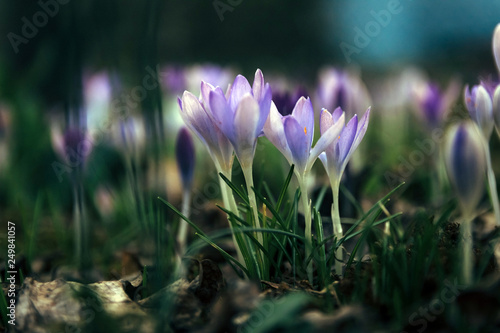 Spring crocus is a type of perennial herbaceous plants of the ge © EUDPic