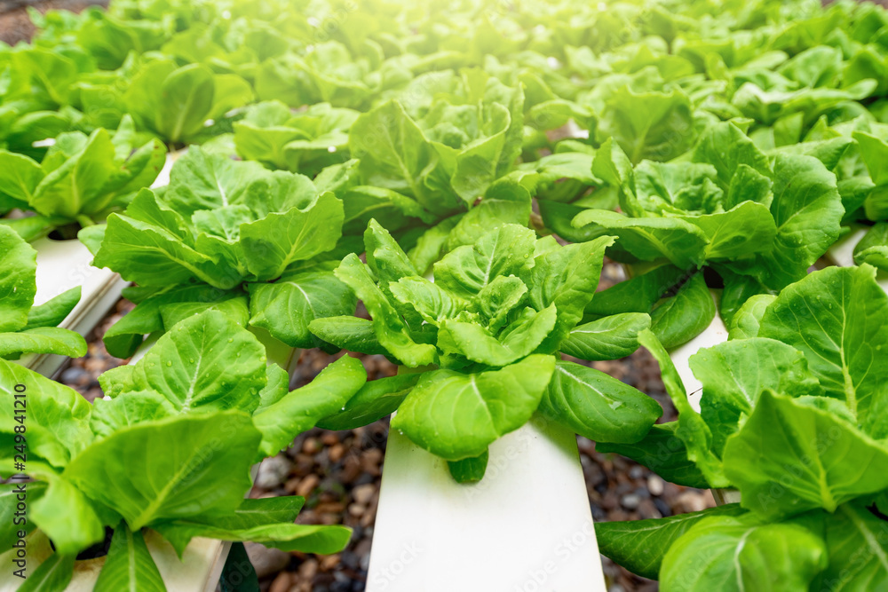 Lettuces Organic vegetable planting Lettuces Organic vegetable planting