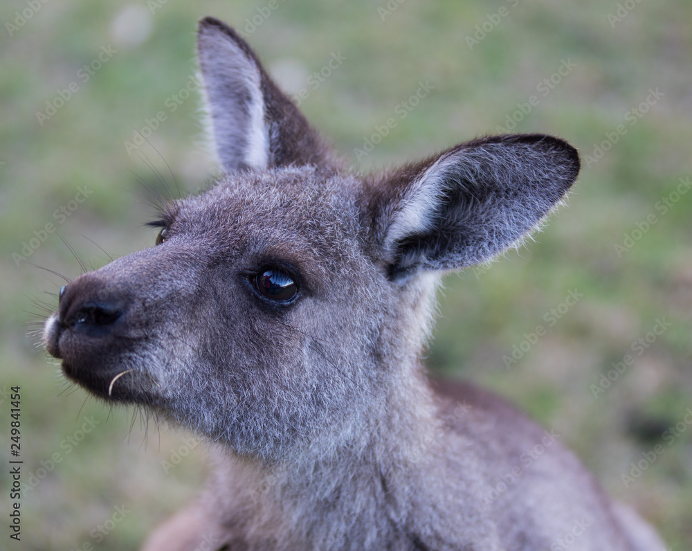 Fototapeta premium Portrait of young cute australian Kangaroo with big bright brown eyes. Australia