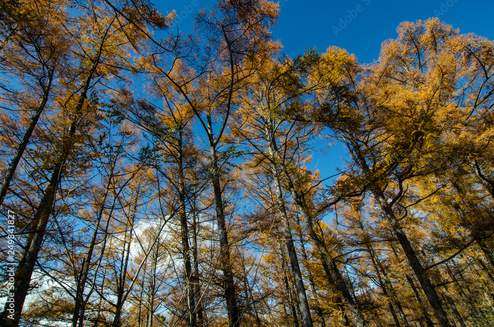 Fototapeta premium カラマツ林