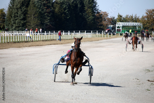 Harness racing horses trotter breed in motion at Hippodrome