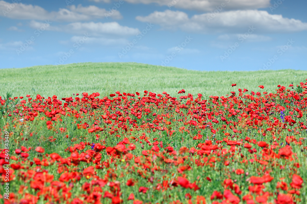 poppies flower meadow and blue sky with clouds countryside landscape