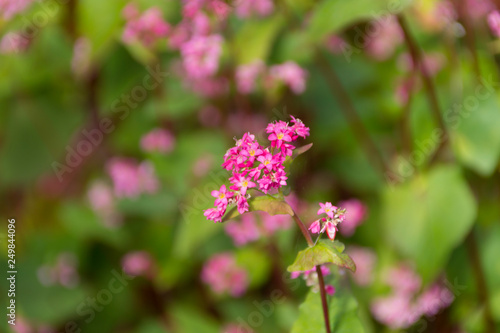 赤そばの花／赤そばの里／長野県箕輪町