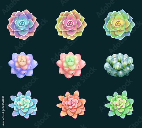 Set of wonderful isolated flowers succulents, illustration of floral elements, can be used for greeting card or wedding invitation, natural cosmetics, health care, yoga center and other design