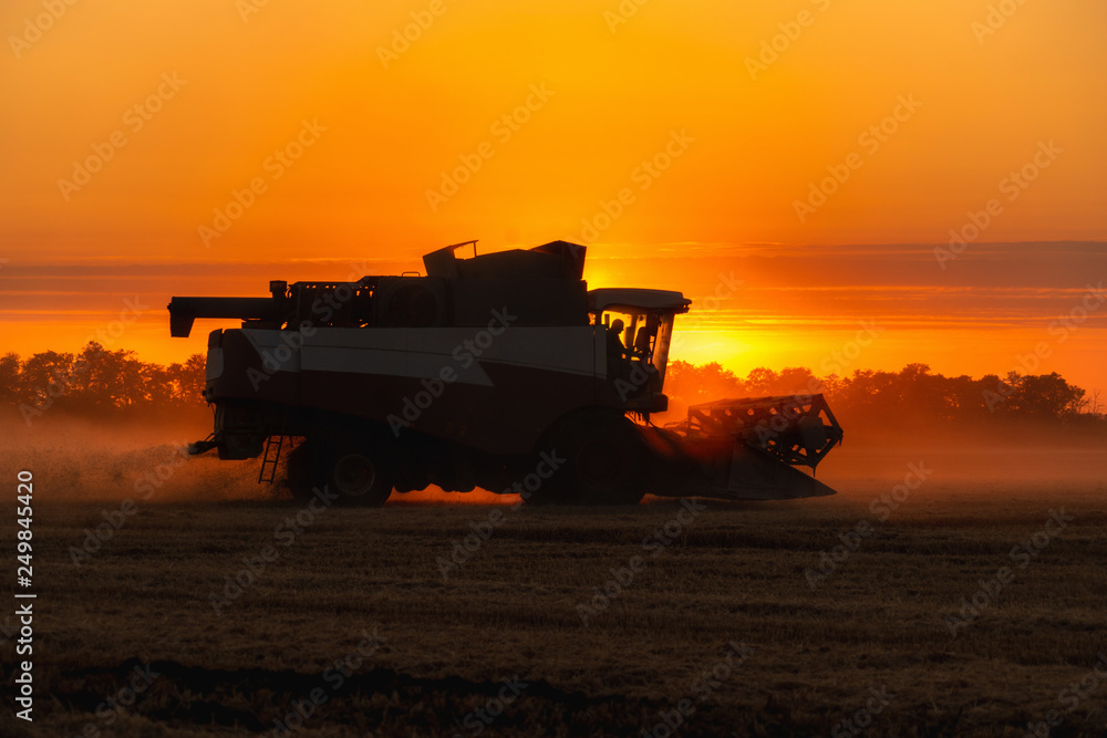 Fototapeta premium Combine harvester harvests wheat at sunset. 