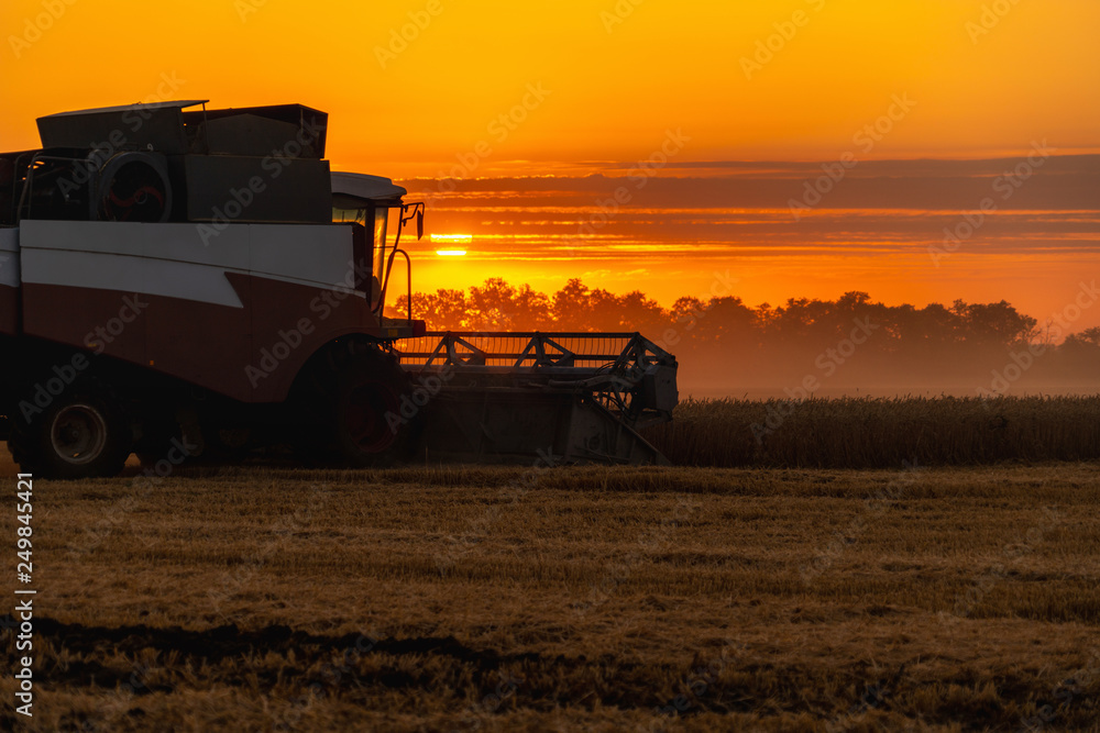 Fototapeta premium Combine harvester harvests wheat at sunset. 