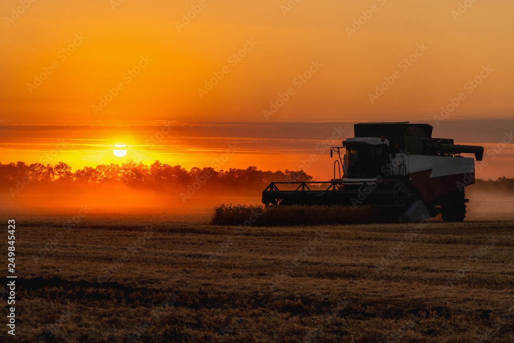 Fototapeta premium Combine harvester harvests wheat at sunset. 