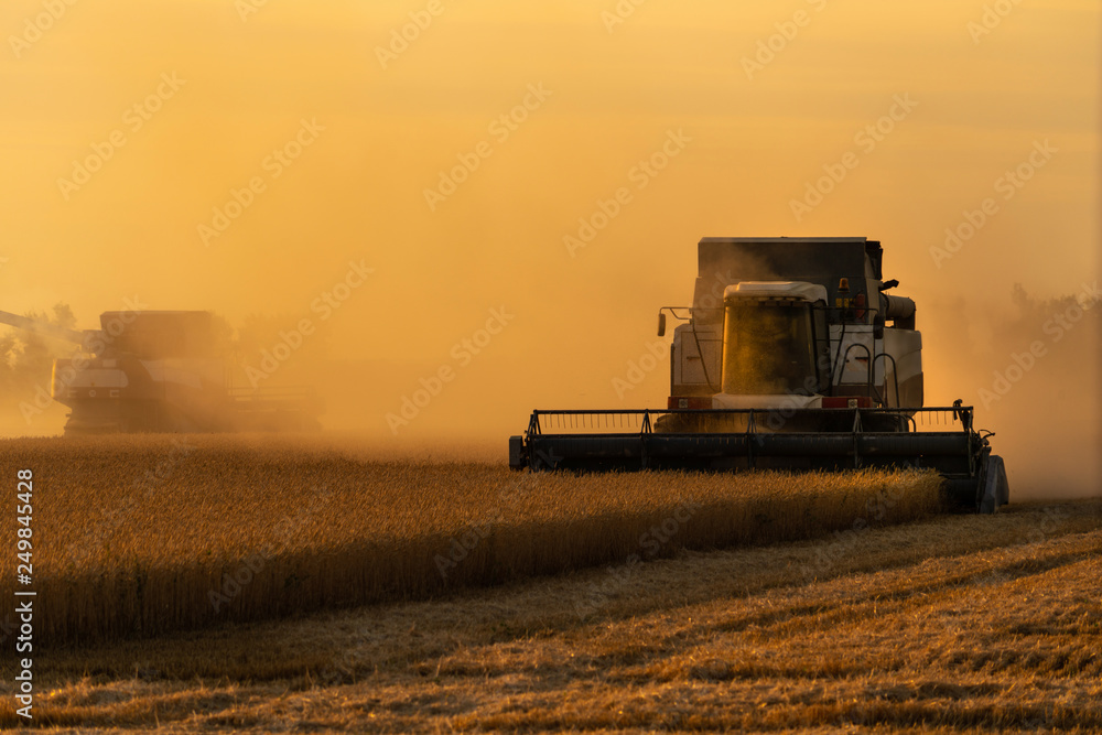 Fototapeta premium Combine harvester harvests wheat at sunset. 