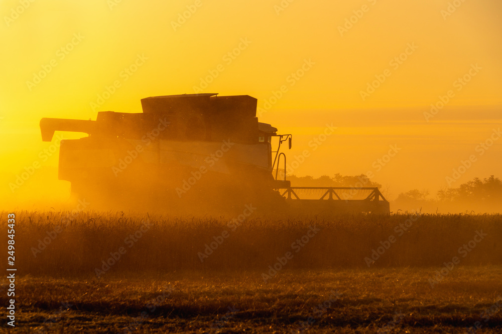 Naklejka premium Combine harvester harvests wheat at sunset. 