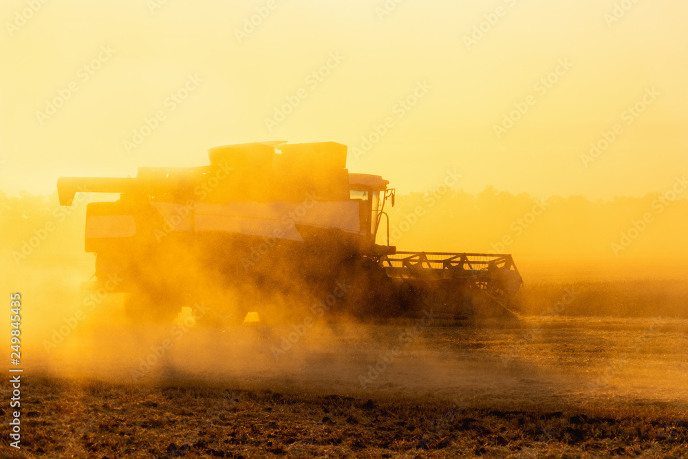 Fototapeta premium Combine harvester harvests wheat at sunset. 