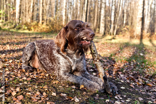Dog Drathaar chews on a stick