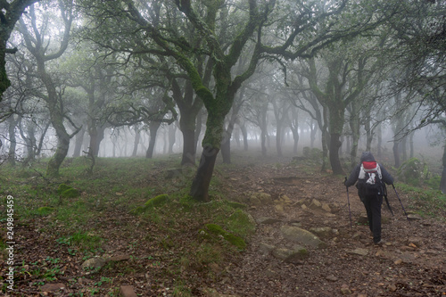 senderista caminando por un bosque entre árboles y niebla