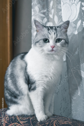 Fototapeta Naklejka Na Ścianę i Meble -  beautiful gray cat looks 