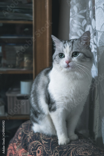 beautiful gray cat looks  © Ilya_R
