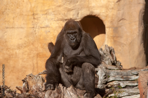 animales salvajes  Gorila