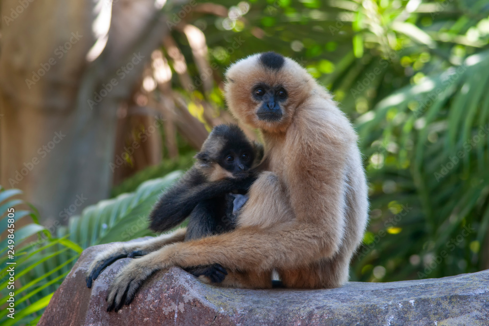 Fototapeta premium Gibón de mejillas doradas