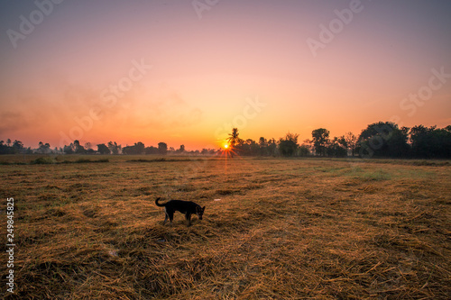 Fototapeta Naklejka Na Ścianę i Meble -  Natural background during the rising sun from the horizon, mountain, wallpaper, twilight light of the sky, bright colors along the rice fields, beauty during travel 