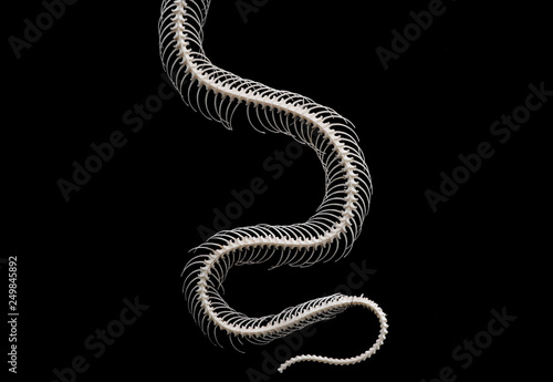 Skeleton of Snake isolated on black Background 