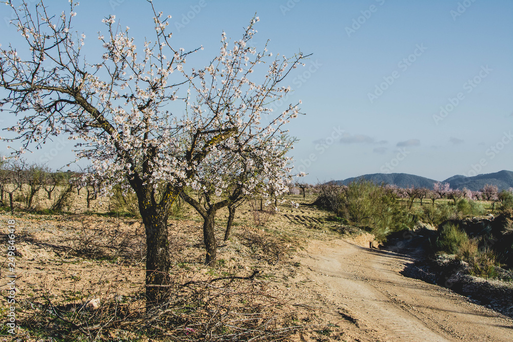 Obraz premium Fields of blossoming almond trees in Andalusian province of Almeria. Spain