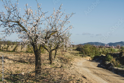 Fields of blossoming almond trees in Andalusian province of Almeria. Spain