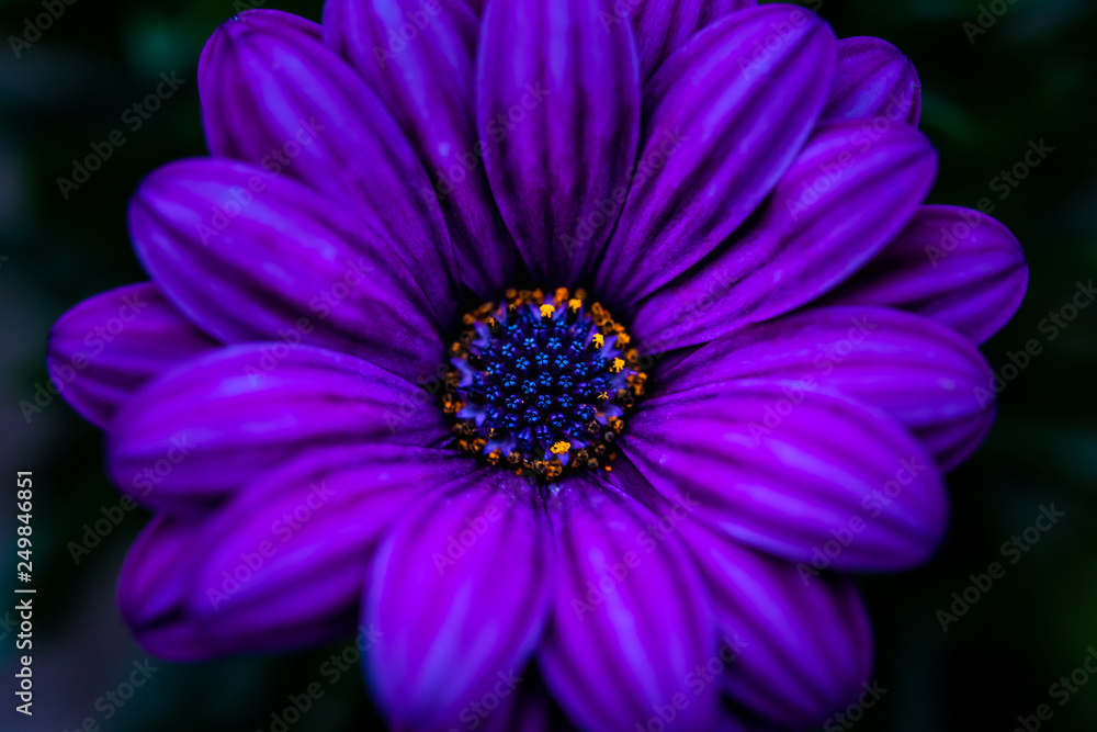 Purple flower close-up image Purple flower close-up image