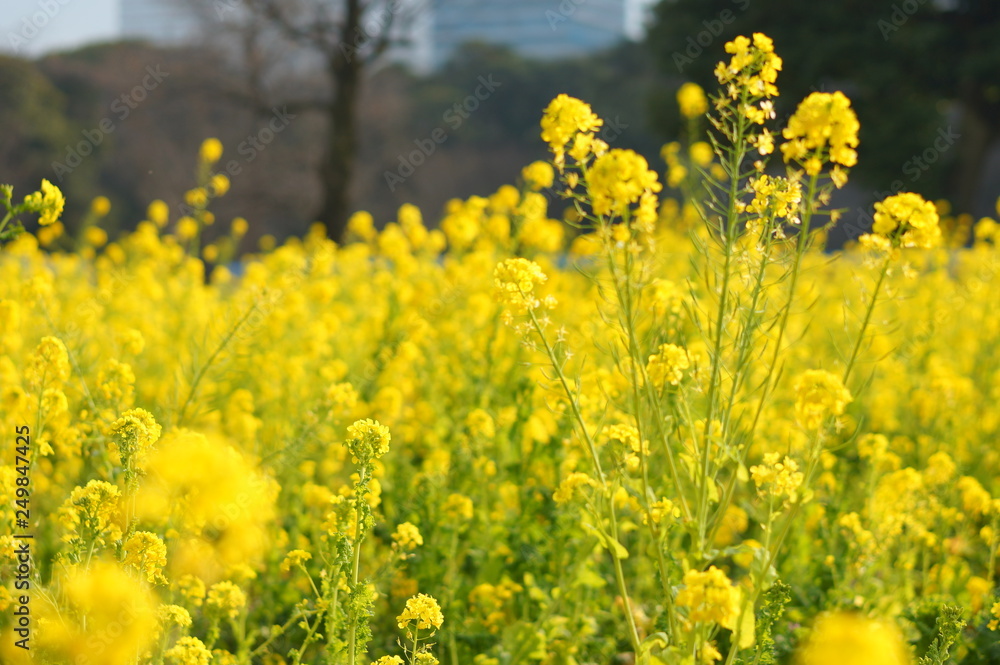 日本の春の花 日本の春の花
