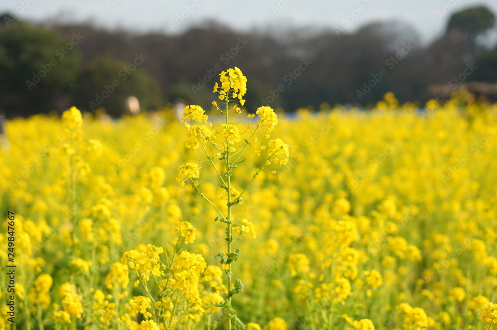 Obraz premium 日本の春の花