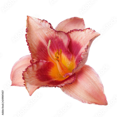 Daylily flower of peach-pink color isolated on white background.
