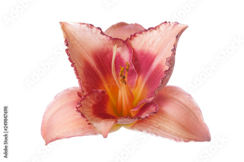 Daylily flower of peach-pink color isolated on white background. © ksi