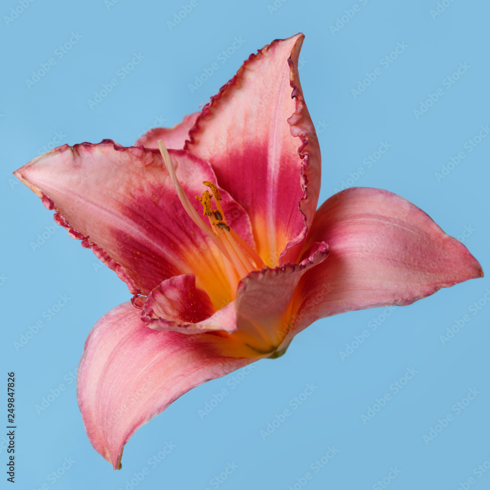Daylily flower peach-pink color isolated on blue background.
