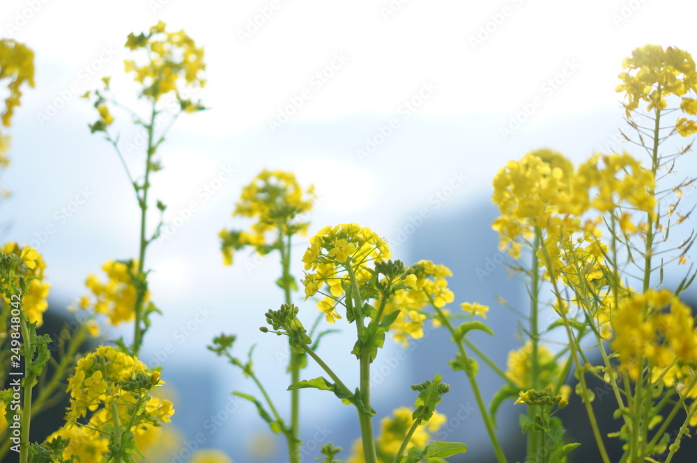 日本の春の花