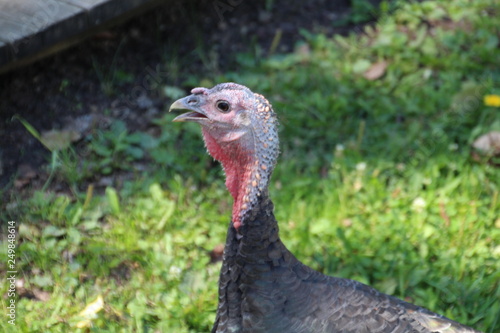 Closeup Of A Turkey, Fort Edmonton Park, Edmonton, Alberta