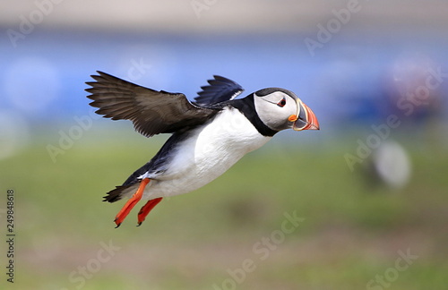 Atlantic Puffin in flight with wings spread