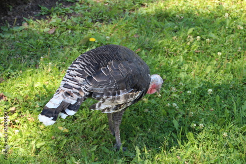 Turkey Grazing, Fort Edmonton Park, Edmonton, Alberta