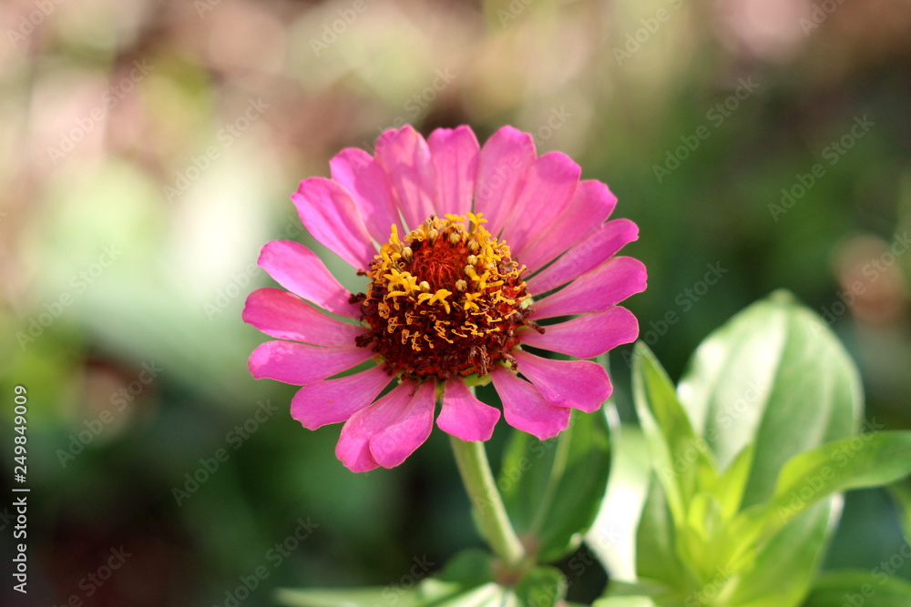 Zinnia flower with fully open blooming single layered pink petals with yellow center surrounded with green leaves in local garden on warm sunny day