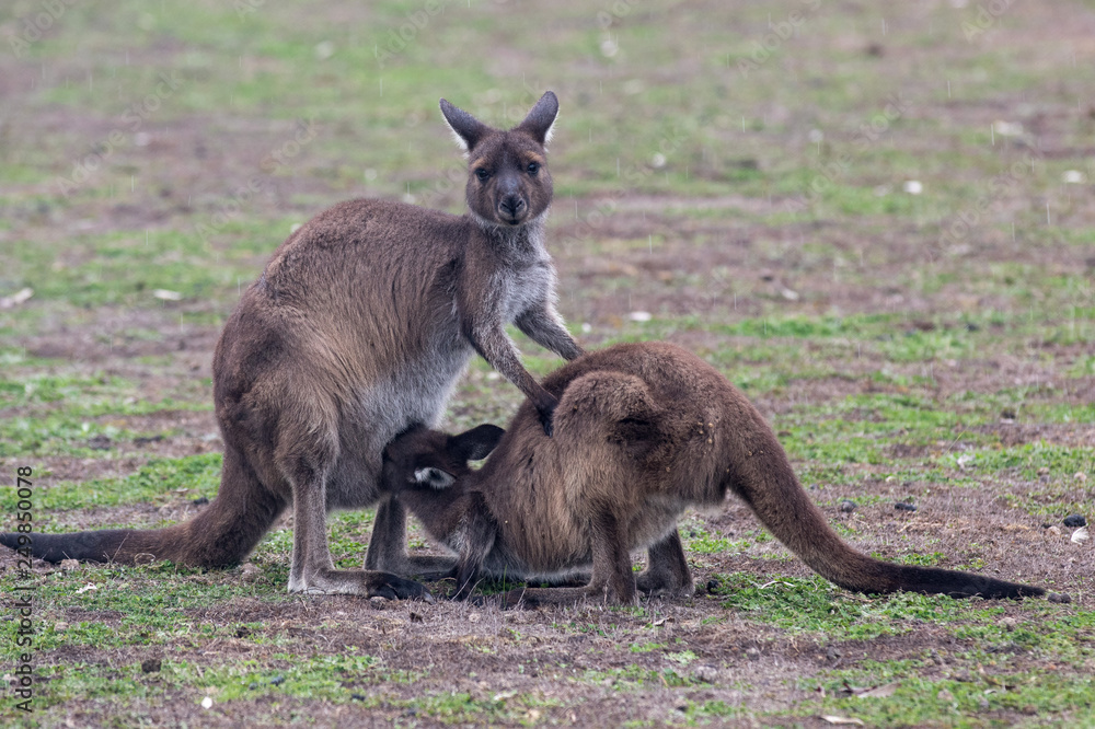 The wild famale Kangaroo feeding her joey from the pouch. Australia The wild famale Kangaroo feeding her joey from the pouch. Australia