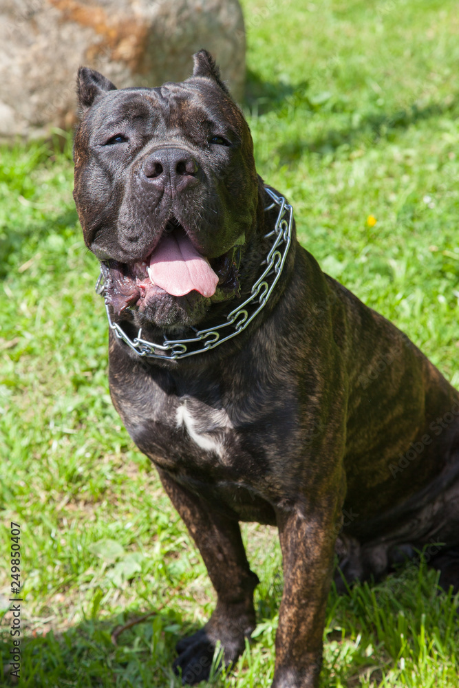 big black dog in a metal collar