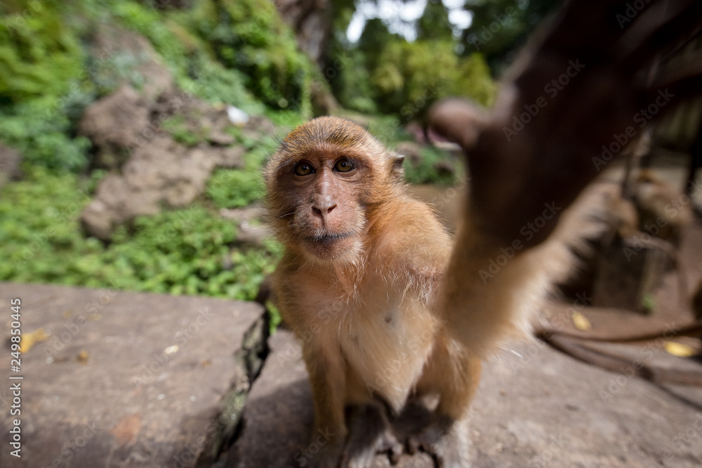 monkey pulls the paw