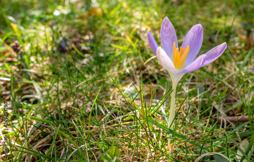 violet crocus in a meadow violet crocus in a meadow