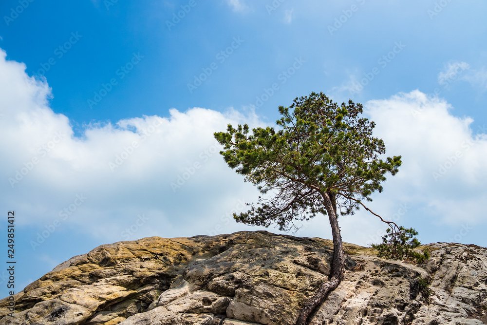 Landschaft mit Bäumen und Felsen im Harz Landschaft mit Bäumen und Felsen im Harz