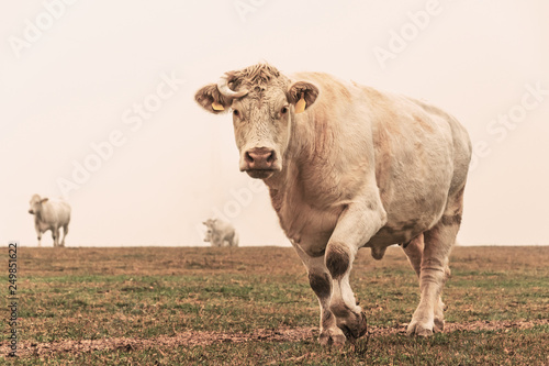 White cow on grazing in the morning autumn fog. Cows graze on an autumn meadow. Cattle breeding in the Czech Republic. Latin name bos primigenius taurus. Cows reared for slaughter.