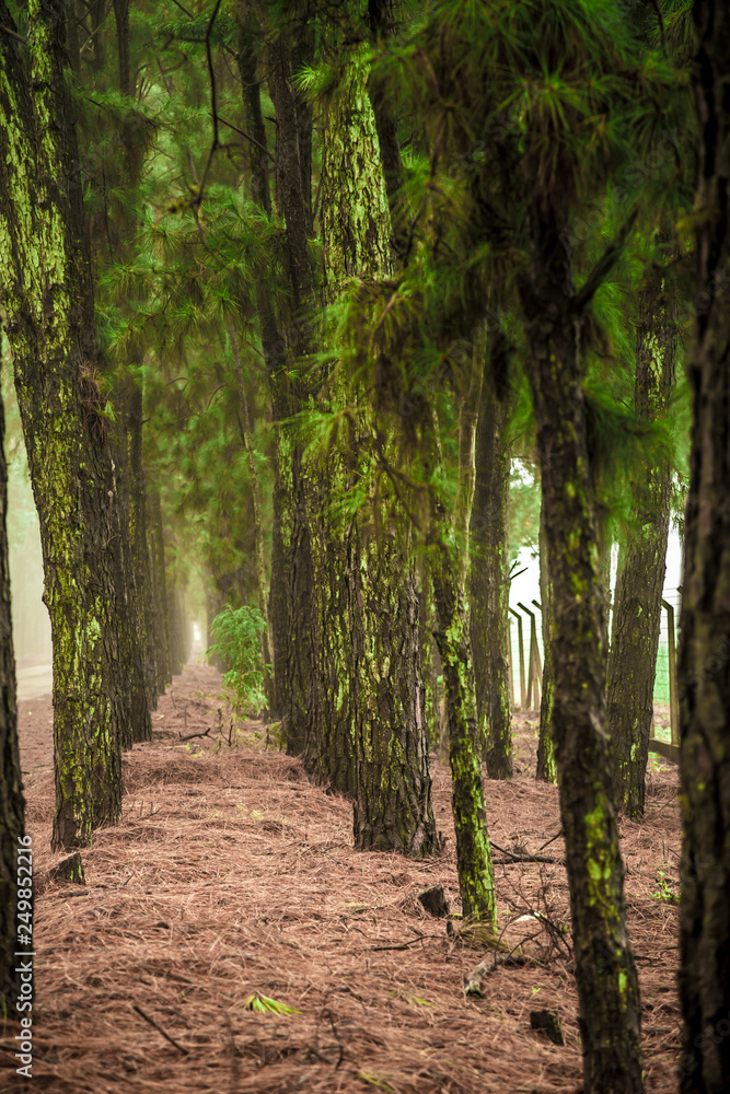 Obraz premium pine tree mist road beautiful scene
