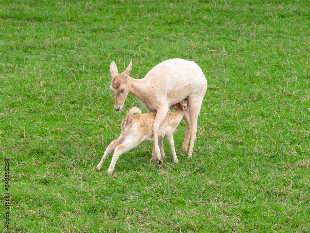 Fototapeta premium Doe and Juvenile White Fallow Deer
