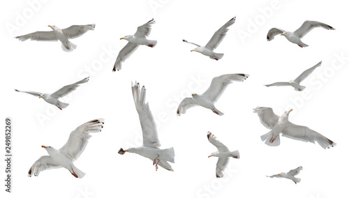 Set of seagulls in flight isolated on white background photo